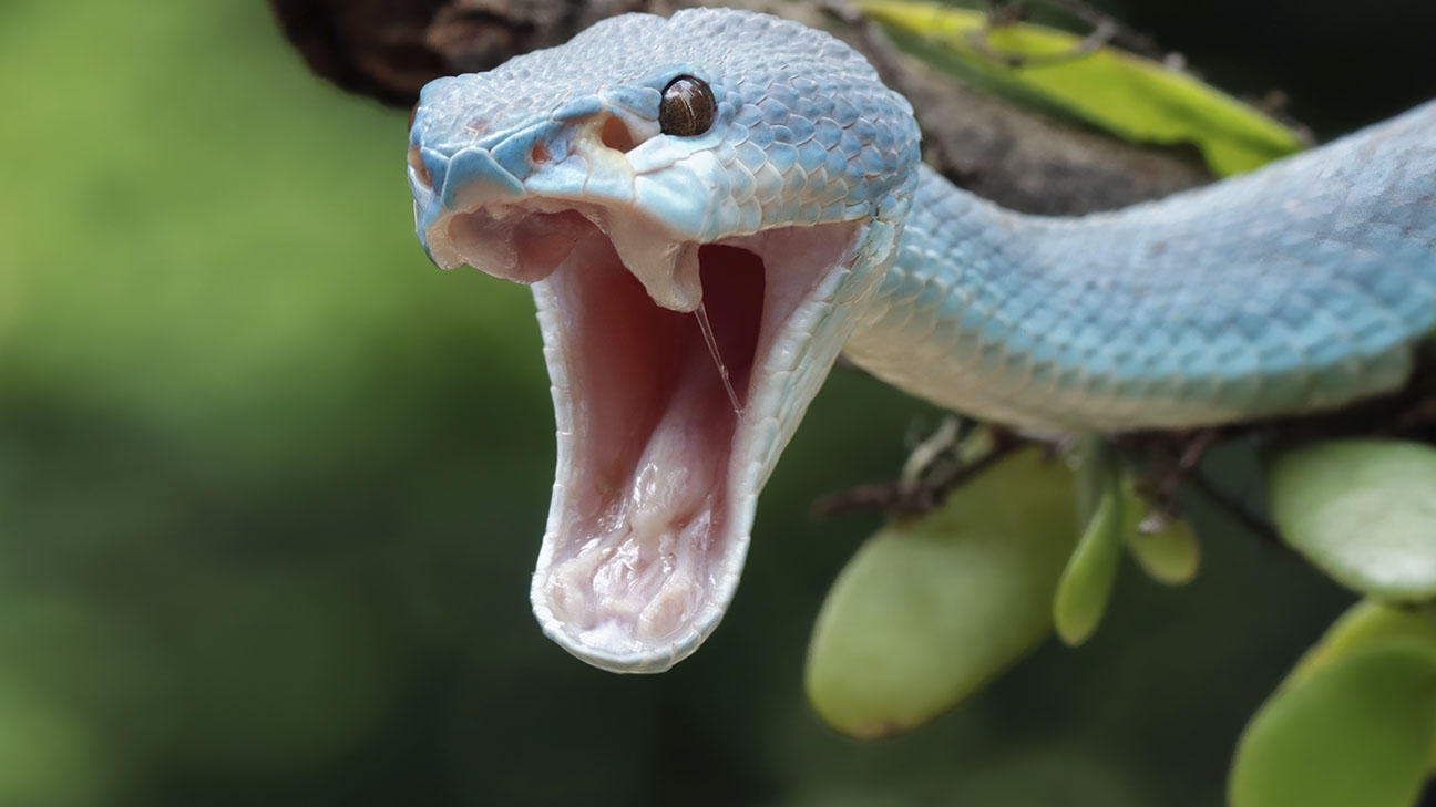 Appropedia Drives Global Innovation Challenge to Address Snakebite Emergencies Across Latin America